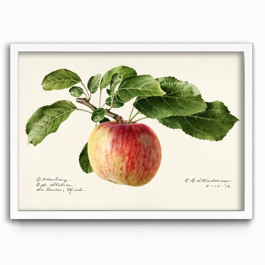 Plakat na papierze Apple 1919 by Royal Charles Steadman 30x40 Biala ramka / IkkunaShop IkkunaShop
