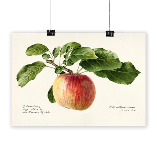 Plakat na papierze Apple 1919 by Royal Charles Steadman 40x60 / IkkunaShop IkkunaShop