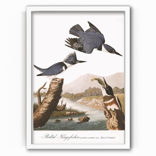 Plakat na papierze Audubon Belted-Kingfishert 20x30 Biala ramka / IkkunaShop IkkunaShop