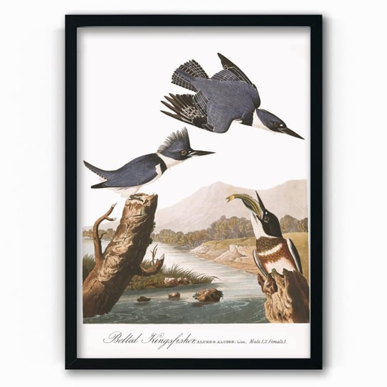 Plakat na papierze Audubon Belted-Kingfishert 40x60 Czarna ramka / IkkunaShop IkkunaShop