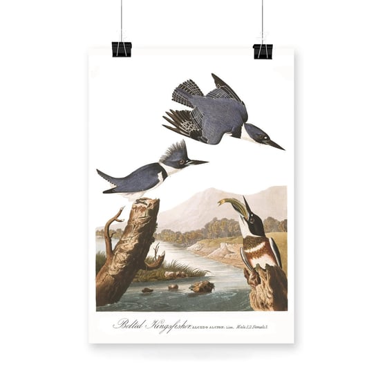 Plakat na papierze Audubon Belted-Kingfishert 40x60 / IkkunaShop IkkunaShop
