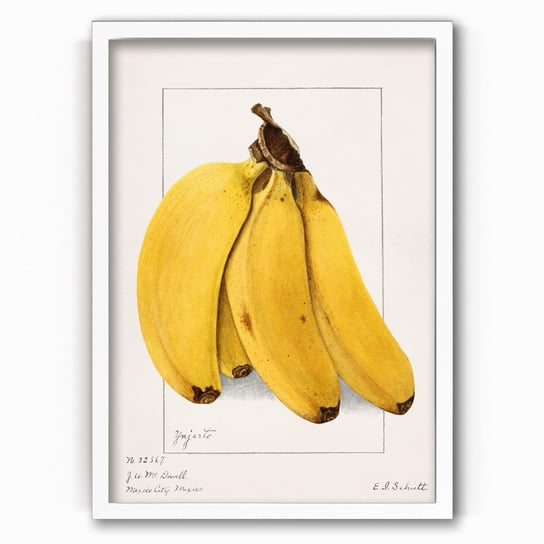 Plakat na papierze Bananas 1904 by Ellen Isham Schutt 20x30 Biala ramka / IkkunaShop IkkunaShop