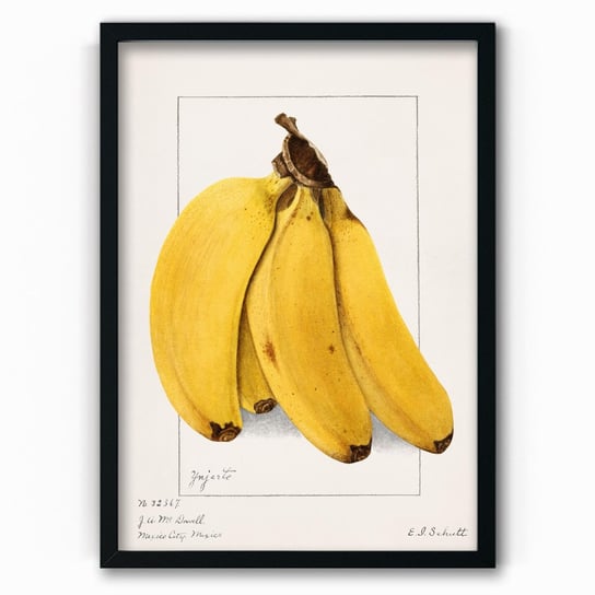 Plakat na papierze Bananas 1904 by Ellen Isham Schutt 40x60 Czarna ramka / IkkunaShop IkkunaShop
