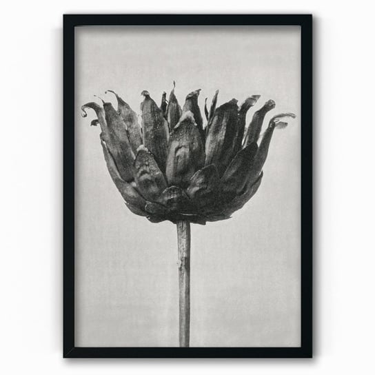 Plakat na papierze Centaurea Ruthenica 40x60 Czarna ramka / IkkunaShop IkkunaShop