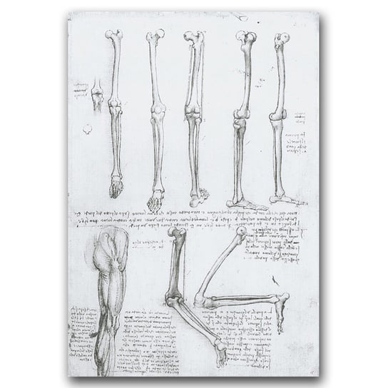 Plakat na płótnie na ścianę Da Vinci Kości nóg A1 Vintageposteria