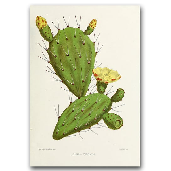 Plakat na płótnie na ścianę Kaktus Ilustracja A1 Vintageposteria