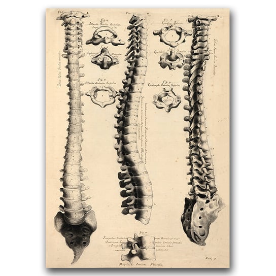 Plakat na ścianę John Fotherby Anatomy Art A1 Vintageposteria