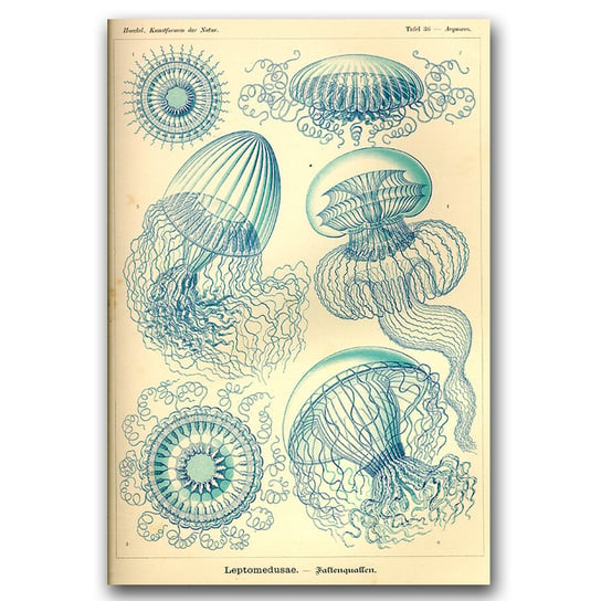 Plakat na ścianę Meduza Ernst Haeckel A1 60x85cm Vintageposteria