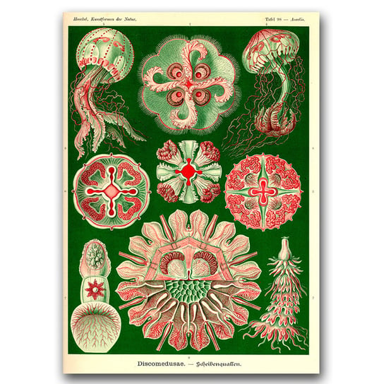 Plakat na ścianę Meduza Ernst Haeckel A2 40x60cm Vintageposteria