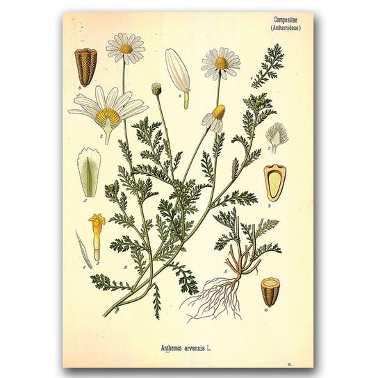 Plakat na ścianę Stokrotka Anthemis Arvensis A2 Vintageposteria