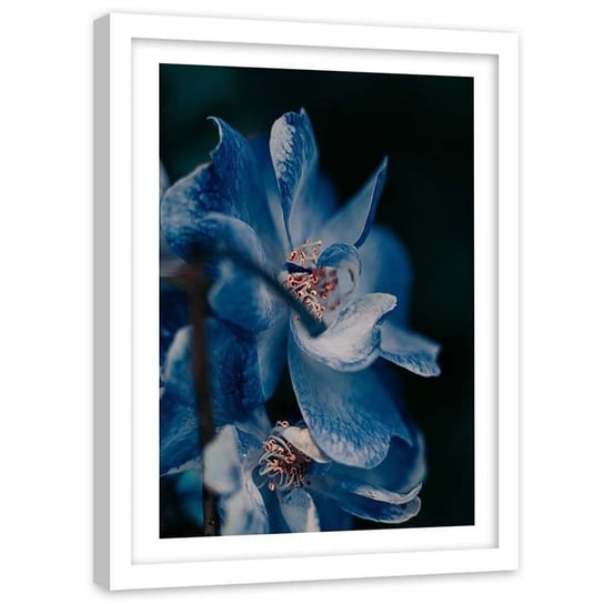 Plakat na ścianę w ramie białej FEEBY Zbliżenie niebieski kwiat, 50x70 cm Feeby
