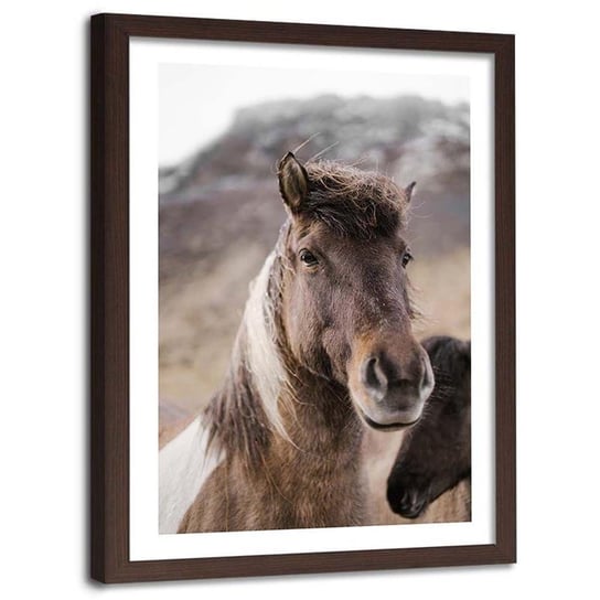 Plakat na ścianę w ramie brązowej FEEBY Siwo brązowy koń, 20x30 cm Feeby
