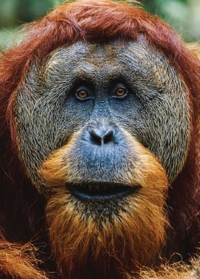 Plakat NICE WALL Orangutan, 50x70 cm Nice Wall