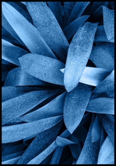 Plakat niebieskie liście, wielkość 40x50 cm Inna marka