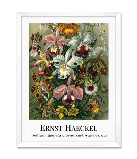 Plakat obraz do sypialni salonu z kwiatami kwiaty orchidee natura sztuka reprodukcja 32x42 cm iWALL studio