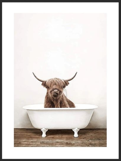 Plakat Obraz Krowa Szkocka w Wannie 21x30 cm (A4) posterstory.pl