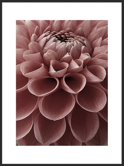Plakat Obraz Kwiat Dalia 21x30 cm (A4) posterstory.pl