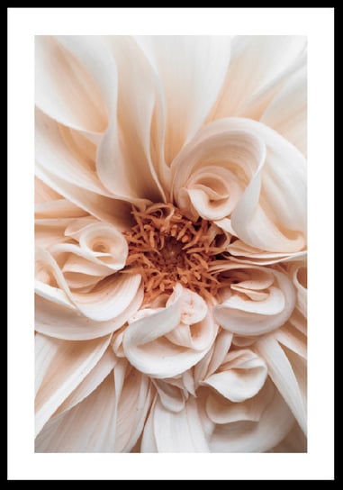 Plakat Obraz Kwiat Dalia 30x42 cm (A3) posterstory.pl