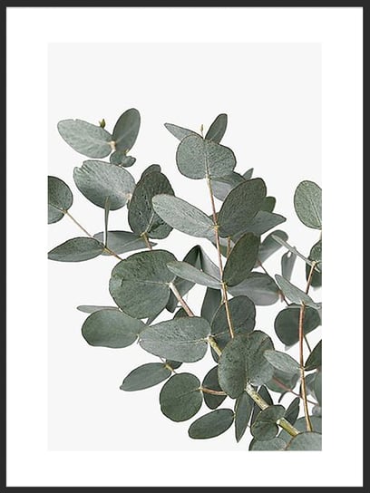 Plakat Obraz Listki Eukaliptusa 21x30 cm (A4) posterstory.pl