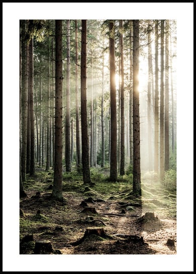 Plakat Obraz O Świcie w Lesie 30x42 cm (A3) posterstory.pl