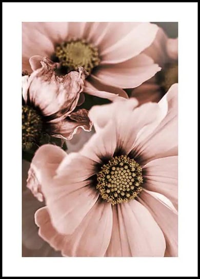 Plakat Obraz Różowe Kwiaty 42x60 cm (A2) posterstory.pl