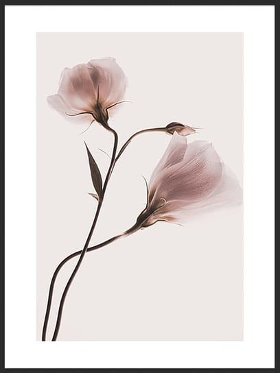 Plakat Obraz Różowe Magnolie 21x30 cm (A4) posterstory.pl