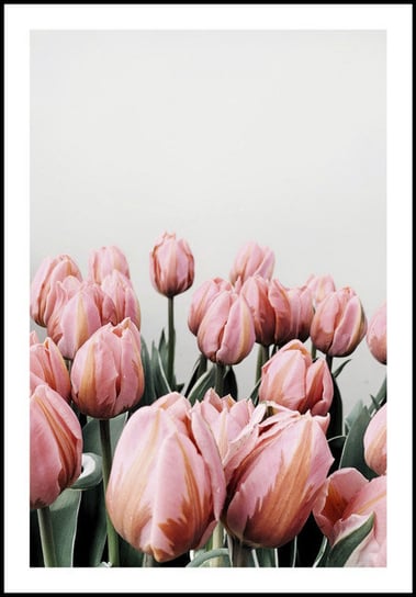 Plakat Obraz Różowe Tulipany Bukiet 42x60 cm (A2) posterstory.pl