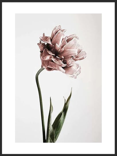 Plakat Obraz Różowy Tulipan 21x30 cm (A4) posterstory.pl