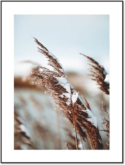 Plakat Obraz Zimowe Trawy Zbóż Zboże 30x42 cm (A3) posterstory.pl