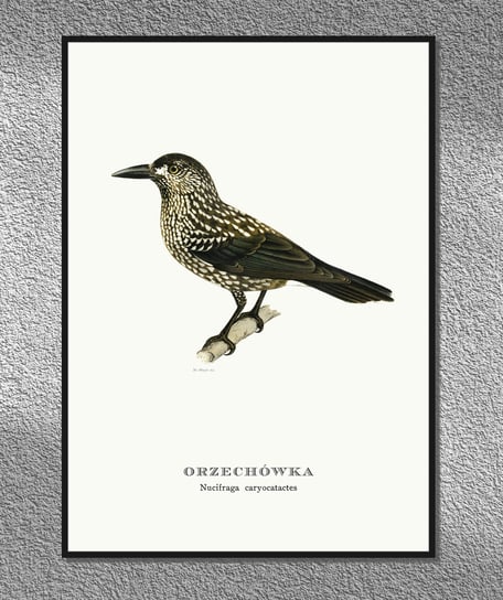 Plakat Orzechówka, ptaki Polski, grafika ze starego atlasu ptaków 21x30 cm (A4) / DodoPrint Dodoprint
