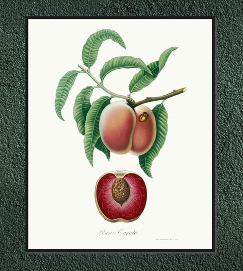 Plakat owoce vintage Brzoskwinie 21x30 cm / DodoPrint Dodoprint