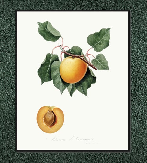 Plakat owoce vintage Brzoskwinie 21x30 cm / DodoPrint Dodoprint