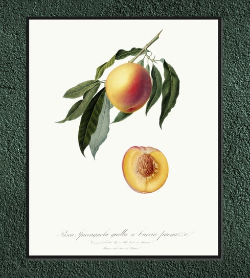Plakat owoce vintage Brzoskwinie 30x40 cm (A3) / DodoPrint Dodoprint
