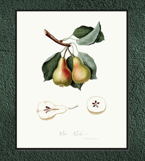 Plakat owoce vintage Gruszki 21x30 cm / DodoPrint Dodoprint