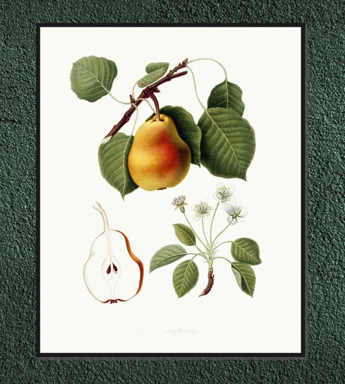 Plakat owoce vintage Gruszki 21x30 cm / DodoPrint Dodoprint