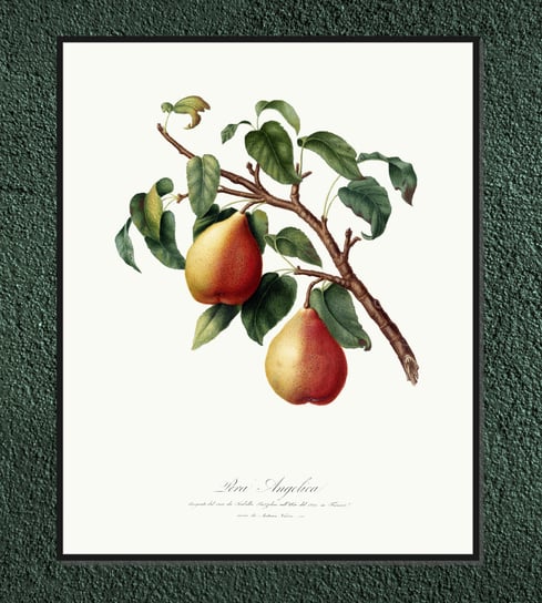 Plakat owoce vintage Gruszki 30x40 cm (A3) / DodoPrint Dodoprint