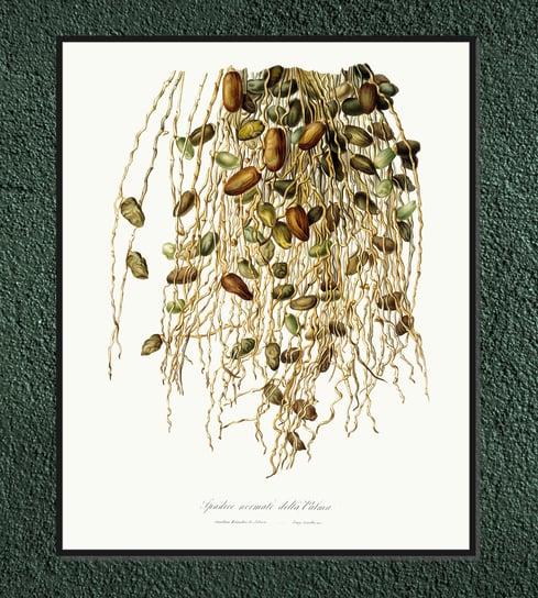 Plakat owoce vintage Palma (owoce) 21x30 cm / DodoPrint Dodoprint
