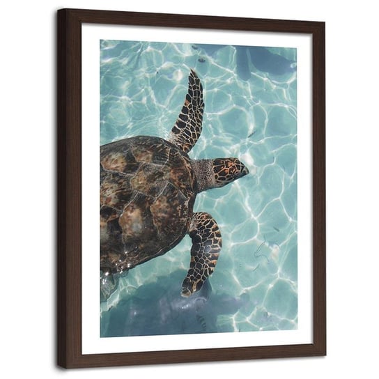 Plakat ozdobny w ramie brązowej FEEBY Pływający żółw, 50x70 cm Feeby