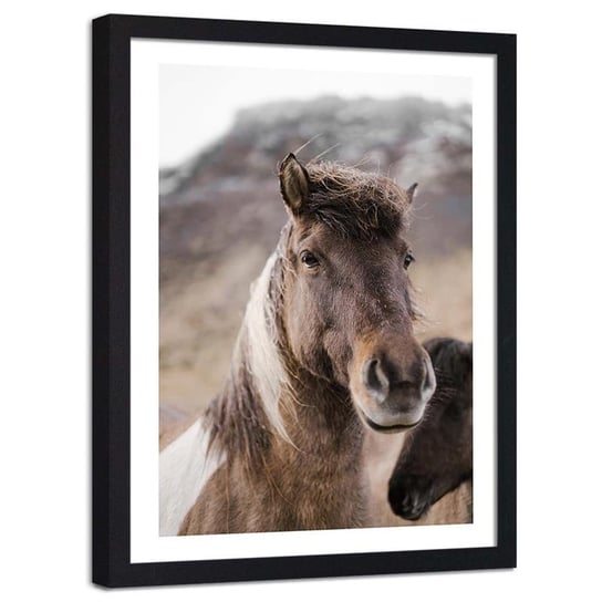 Plakat ozdobny w ramie czarnej FEEBY Głowa konia natura zwierzę, 20x30 cm Feeby