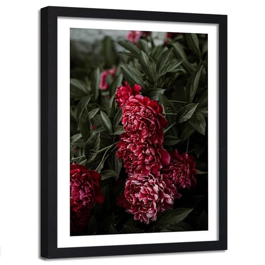Plakat ozdobny w ramie czarnej FEEBY Kwiat piwonii botanika, 60x80 cm Feeby