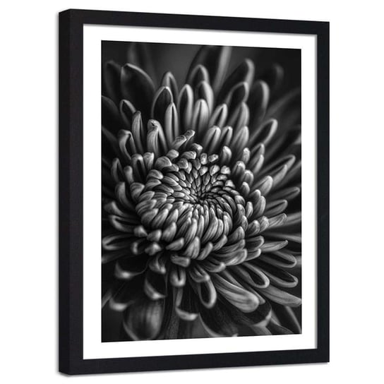 Plakat ozdobny w ramie czarnej FEEBY Natura kwiat zbliżenie, 80x120 cm Feeby