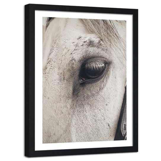 Plakat ozdobny w ramie czarnej FEEBY Oko konia zbliżenie, 60x80 cm Feeby