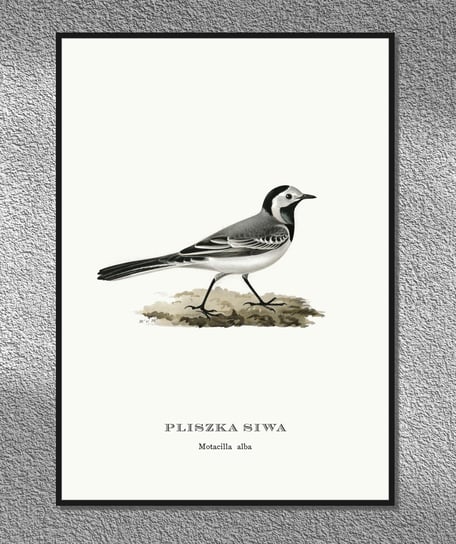 Plakat Pliszka siwa, ptaki Polski, grafika ze starego atlasu ptaków 21x30 cm (A4) / DodoPrint Dodoprint