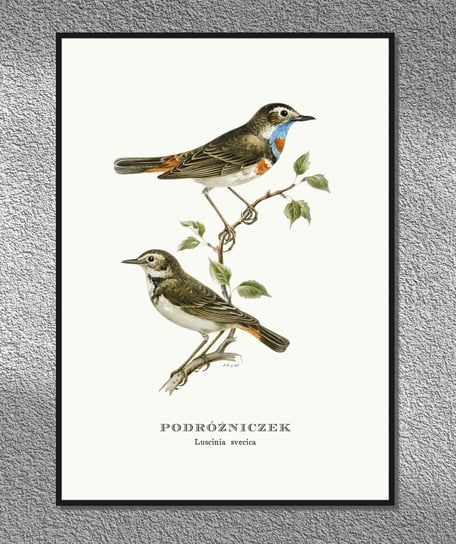 Plakat Podróżniczek, ptaki Polski, grafika ze starego atlasu ptaków 21x30 cm (A4) / DodoPrint Dodoprint