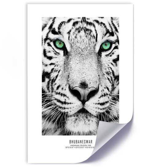 Plakat poster FEEBY, Afryka Tygrys Zwierzęta 60x90 Feeby