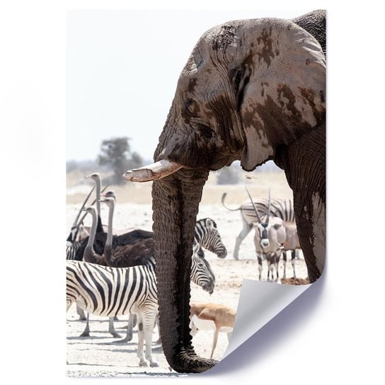 Plakat poster FEEBY, Afryka zwierzęta natura 20x30 Feeby