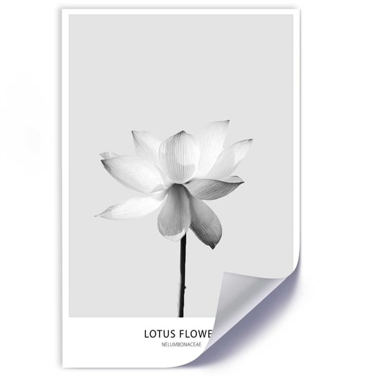 Plakat poster FEEBY, Biały Kwiat Lotosu Natura 20x30 Feeby