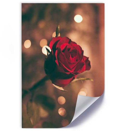 Plakat poster FEEBY, Czerwona Róża Kwiat Natura 20x30 Feeby