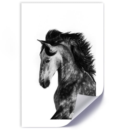 Plakat poster FEEBY, Koń Zwierzęta Galop 30x45 Feeby