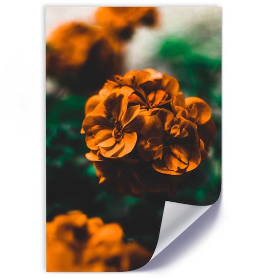Plakat poster FEEBY, Kwiat Pomarańczowy Roślina 30x45 Feeby